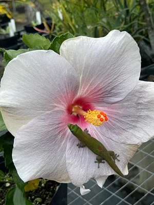 Hibiscus rosa-sinensis 'April Showers' — Vintage Green Farms with